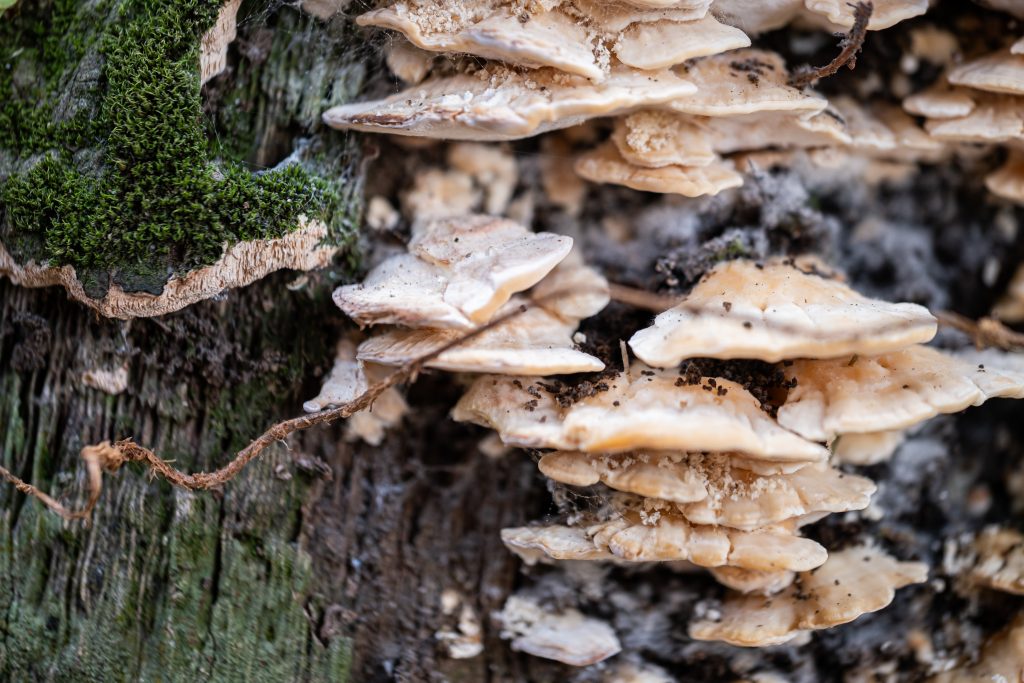 Champignons lignivores